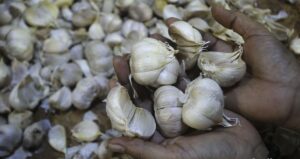 Bawang Putih Digudang Jeruju Jadi Tanda Tanya